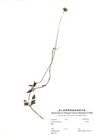 藏品(長柄菊)的圖片